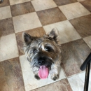 Wachusett Pet Care - Dog Parks