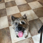Wachusett Pet Care