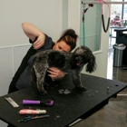 K-9 to Five, Doggy Playcare & Spa