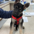 Mills River Animal Clinic - Veterinary Clinics & Hospitals
