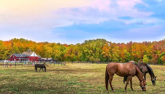 Carousel Gallery #11