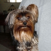 Play Pretty Yorkies Yorkshire Terriers gallery