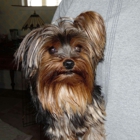 Play Pretty Yorkies Yorkshire Terriers