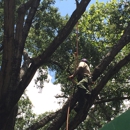 Tree Care Inc-Houston - Tree Service
