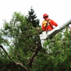 Long Island Tree Service gallery