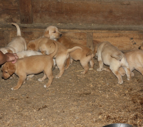 Kylers Field & Marsh kennels - La Pine, OR