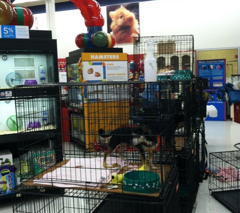 Petco - Avondale, AZ