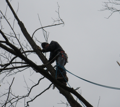 Daniel's Tree Trimming - Dallas, TX