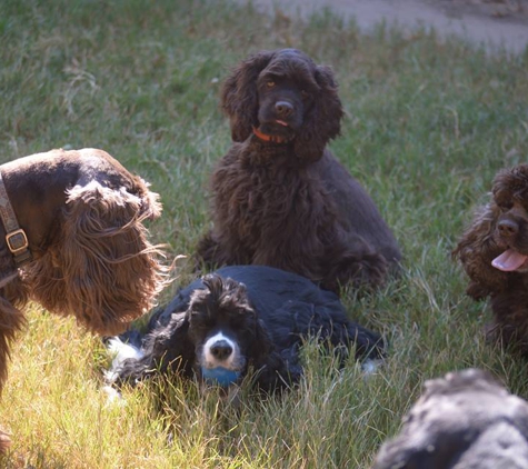 Country Paws Boarding Hotel - Kaufman, TX