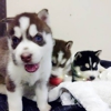 Blue eyes Siberian Husky gallery