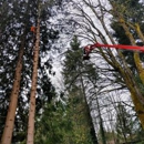 Bushman Tree Service - Tree Service