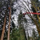 Bushman Tree Service