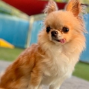 Bed and Biscuit - Pet Services