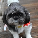 Maple's Coop - Pet Grooming