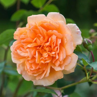 Stoneman's Garden Centre - Glenorchy, TAS. Rose
