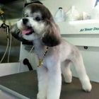 Chow Bella Mobile Grooming