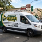 Sacramento Wildlife Control