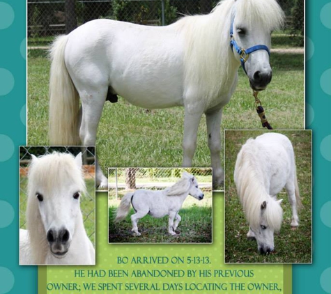 Howey Horse Haven Rescue - Howey In The Hills, FL