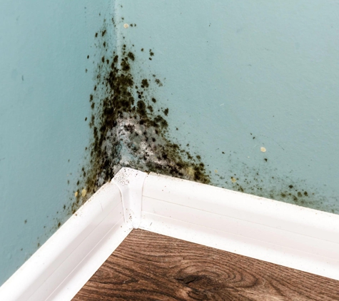 Pure Maintenance Mold Remediation - Jacksonville - Jacksonville, FL