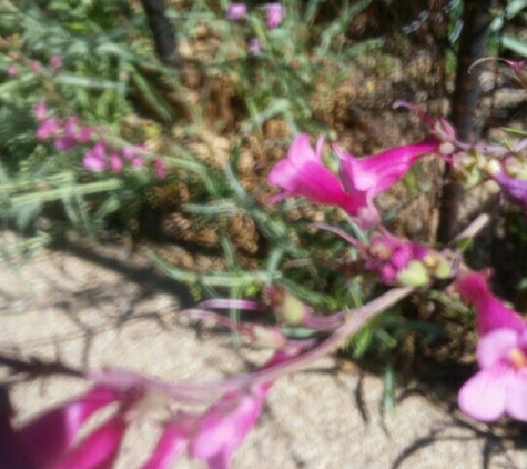 Tohono Chul Garden Bistro - Tucson, AZ