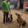 Citizen Canines gallery