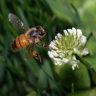 Honey Bee Rescue