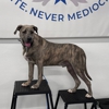 Dog Training Elite Northeast Ohio Facility gallery