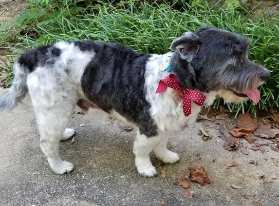 Shaggy Hound - Starkville, MS