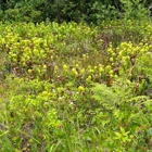 Darlingtonia State Natural Site