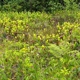 Darlingtonia State Natural Site