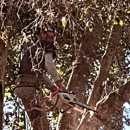 Ocala Tree Services - Arborists