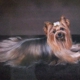 Medallion Yorkshire Terriers