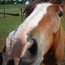 Walk n Trot Ranch - Horse Training