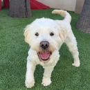 The Dog Stop - Tustin - Pet Training