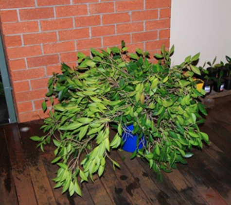 Aussie Tree Services - Wyee Point, NSW