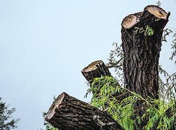 Houston Tree Service Team