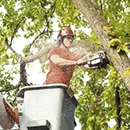 Zarco's Professional Tree Service - Landscape Contractors