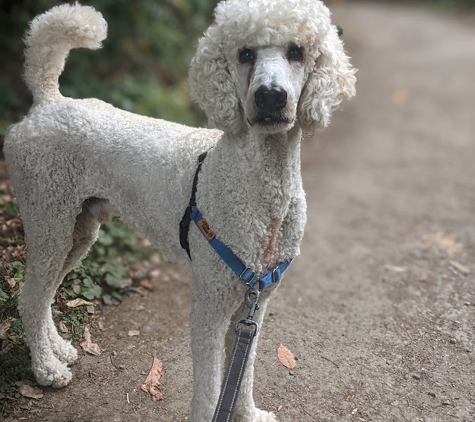 Trails and Tails Dog Walking - Seattle, WA. Best hair cut in town!