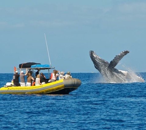 Aloha Dive Center - Lahaina, HI