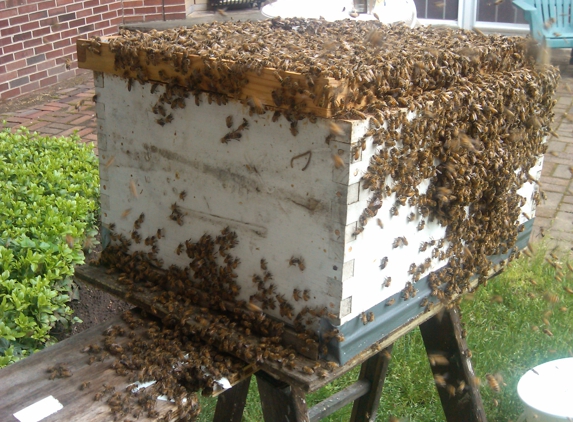 The Bee Boys - Buffalo, NY
