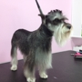 Puppylicious Pet grooming salon