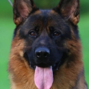 Wolfgang Expert Dog Training - Dog Training