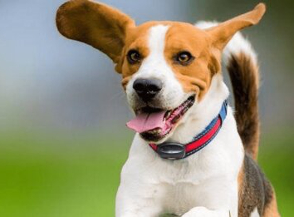 South Carolina Dog Fence - Mt Pleasant, SC