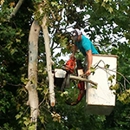 Lake Murray Tree Care - Tree Service