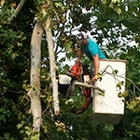 Lake Murray Tree Care