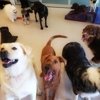 Olde Towne Pet Resort gallery