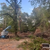Stump Grinding Services gallery