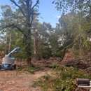 Stump Grinding Services - Tree Service