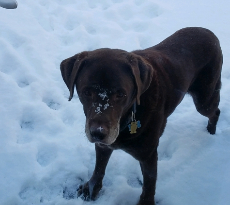 Kavanagh Animal Hospital - Ramsey, NJ. Still a puppy at 13