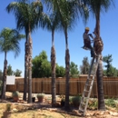 Vicente`s Tree Service - Tree Service